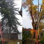 brand removal, tree removal, storm cleanup